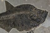Top Quality, Fossil Fish (Diplomystus) - Wyoming #144217-3